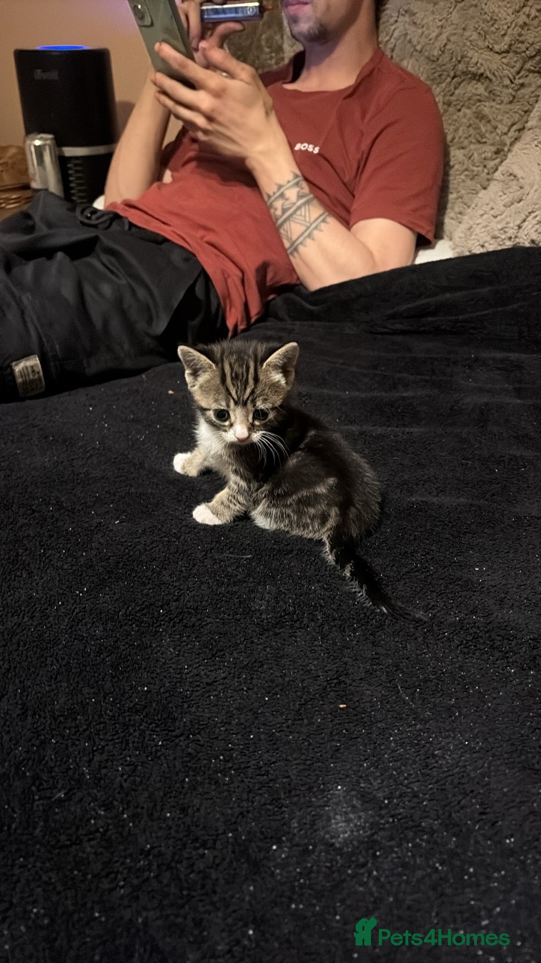 Mixed Breed cats for sale: Male and female tabby’s  - Advert 6