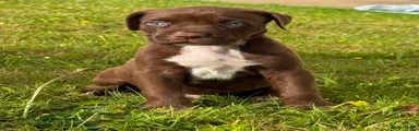 MALE 3, CHOCOLATE