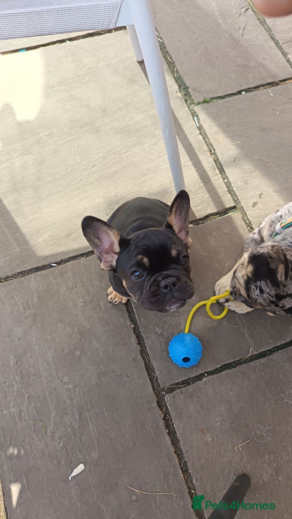 French Bulldog dogs Beautiful French pups last girl available  - Advert 20