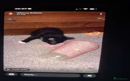 British Shorthair cats for sale: Two beautiful kittens for sale  - Image 3