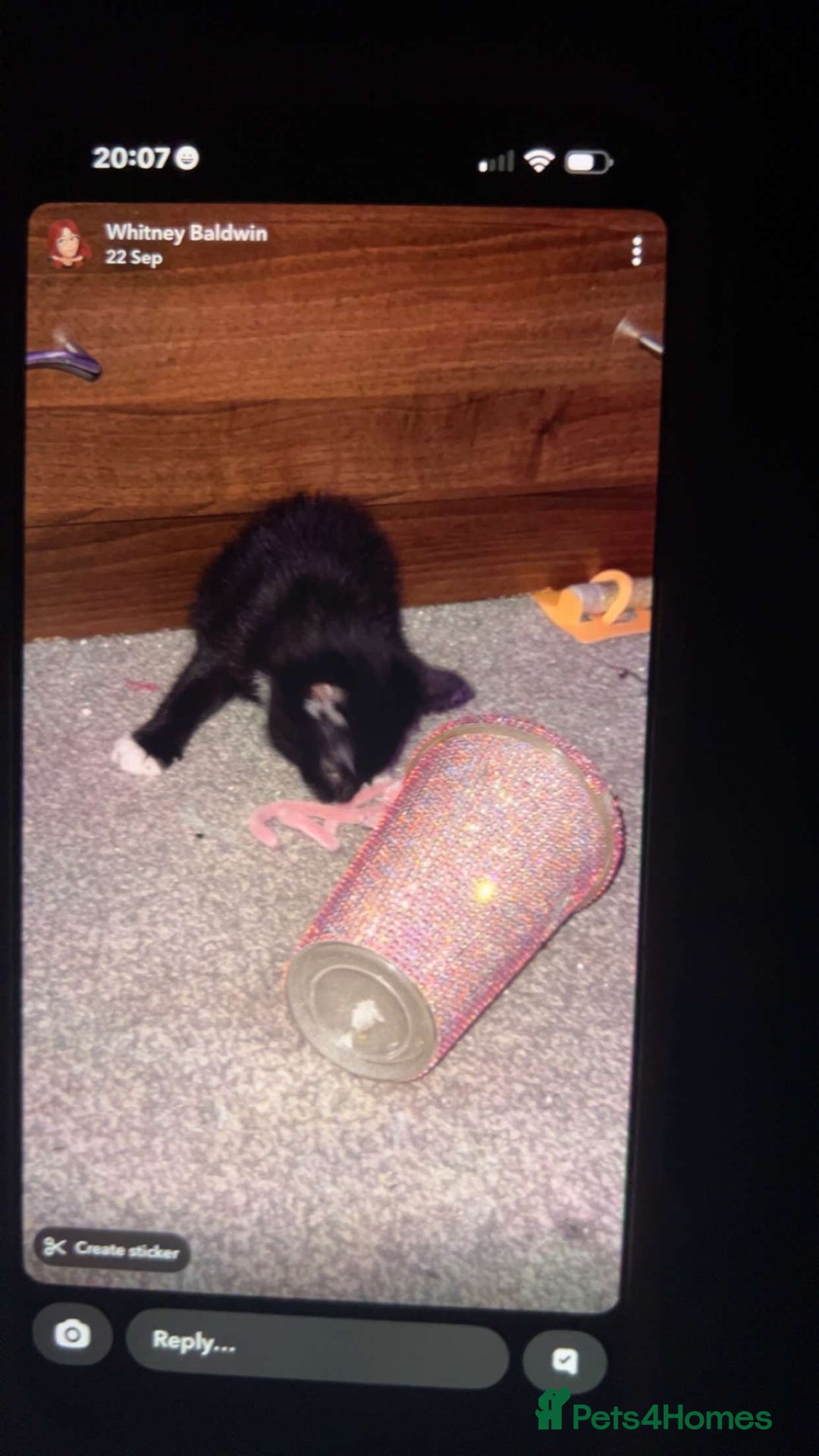 British Shorthair cats for sale: Two beautiful kittens for sale  - Image 3