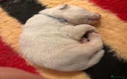 Samoyed dogs for sale: Beautiful Pure Breed Samoyed Puppies - Image 14