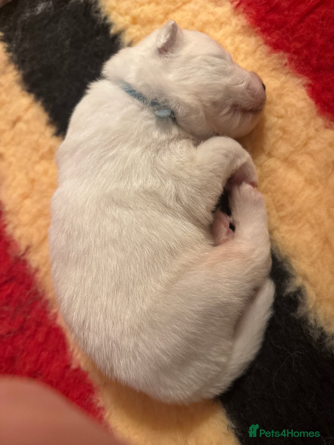 Samoyed dogs for sale: Beautiful Pure Breed Samoyed Puppies - Image 14
