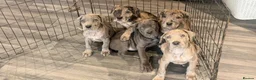 Cane Corso dogs for sale: Cane corso pups ready now  in Dereham - Advert 2