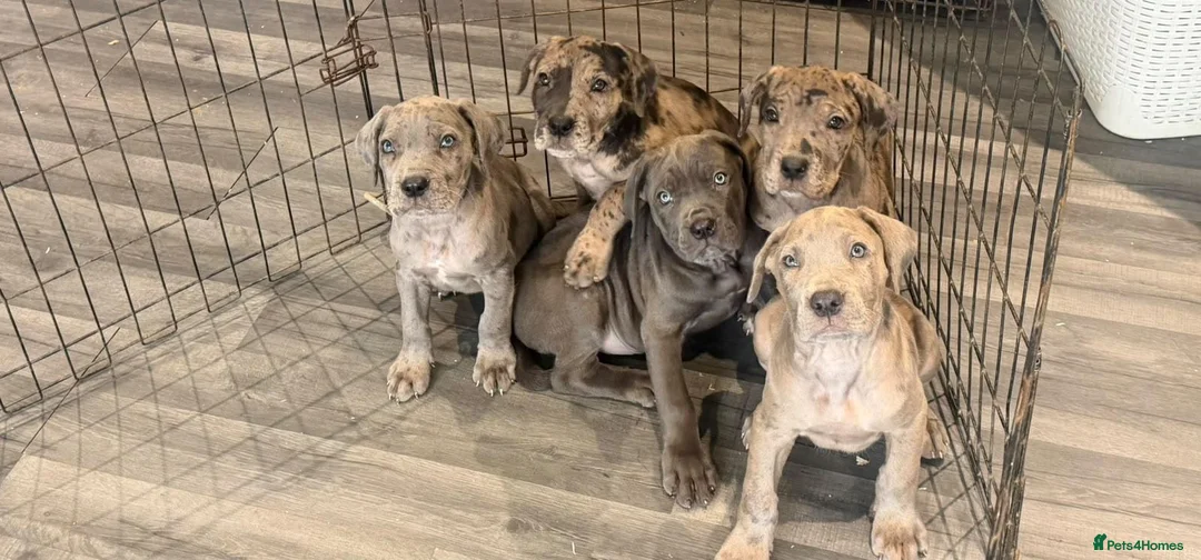 Cane Corso dogs for sale: Cane corso pups ready now  in Dereham - Advert 2