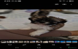 Shih Tzu dogs for sale: 6 Adorable FULL BREED Shih Tzu boy puppies.  - Image 2