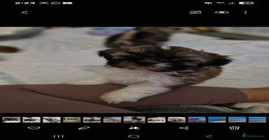 Shih Tzu dogs - Advert 12