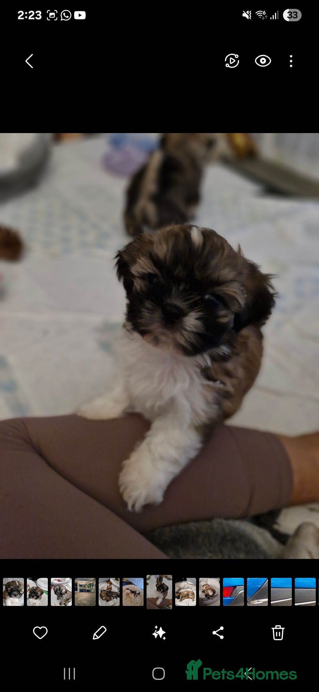 Shih Tzu dogs for sale: 6 Adorable FULL BREED Shih Tzu boy puppies.  - Image 2