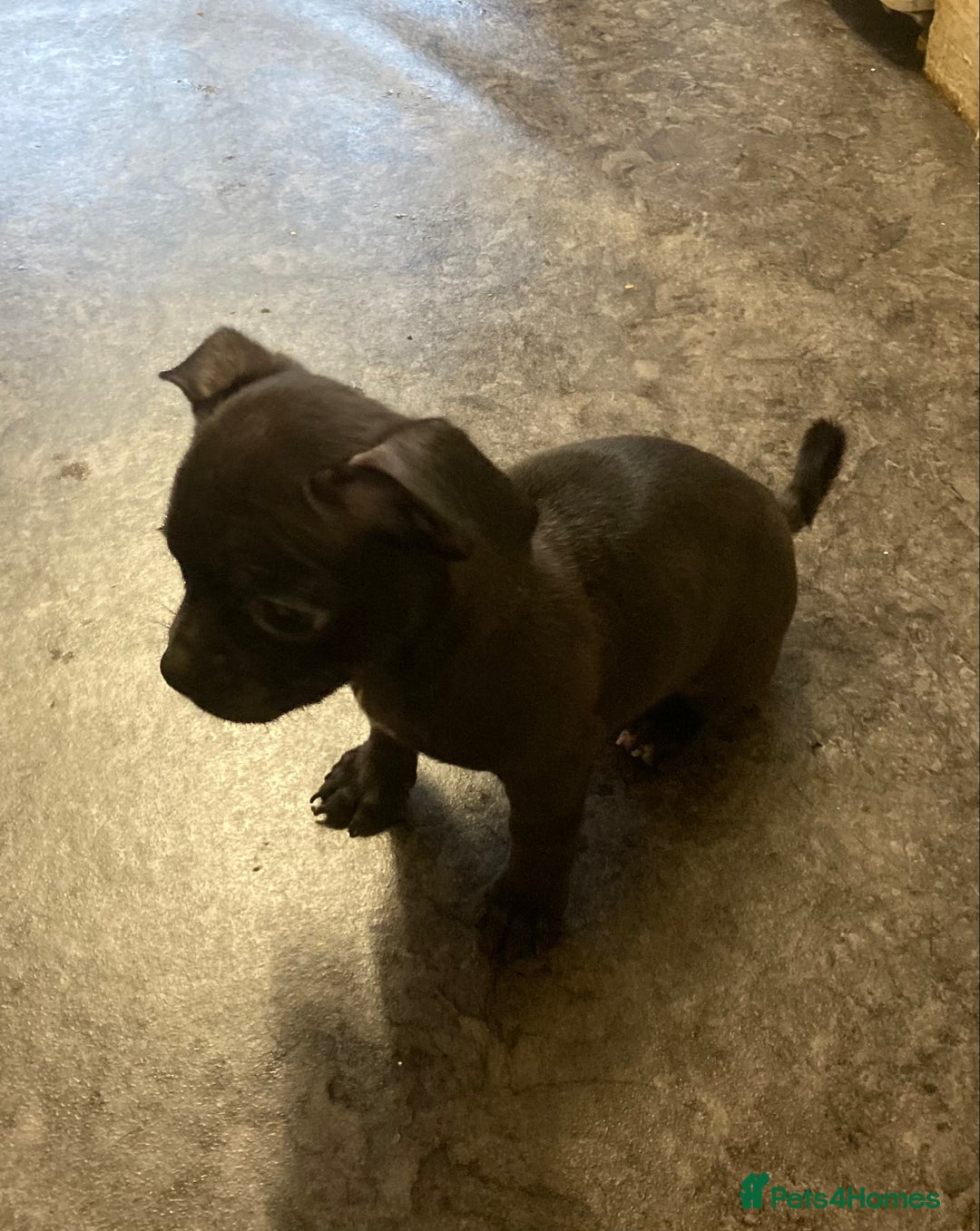 Mixed Breed dogs for sale: Mixed Breed Pups - Advert 8