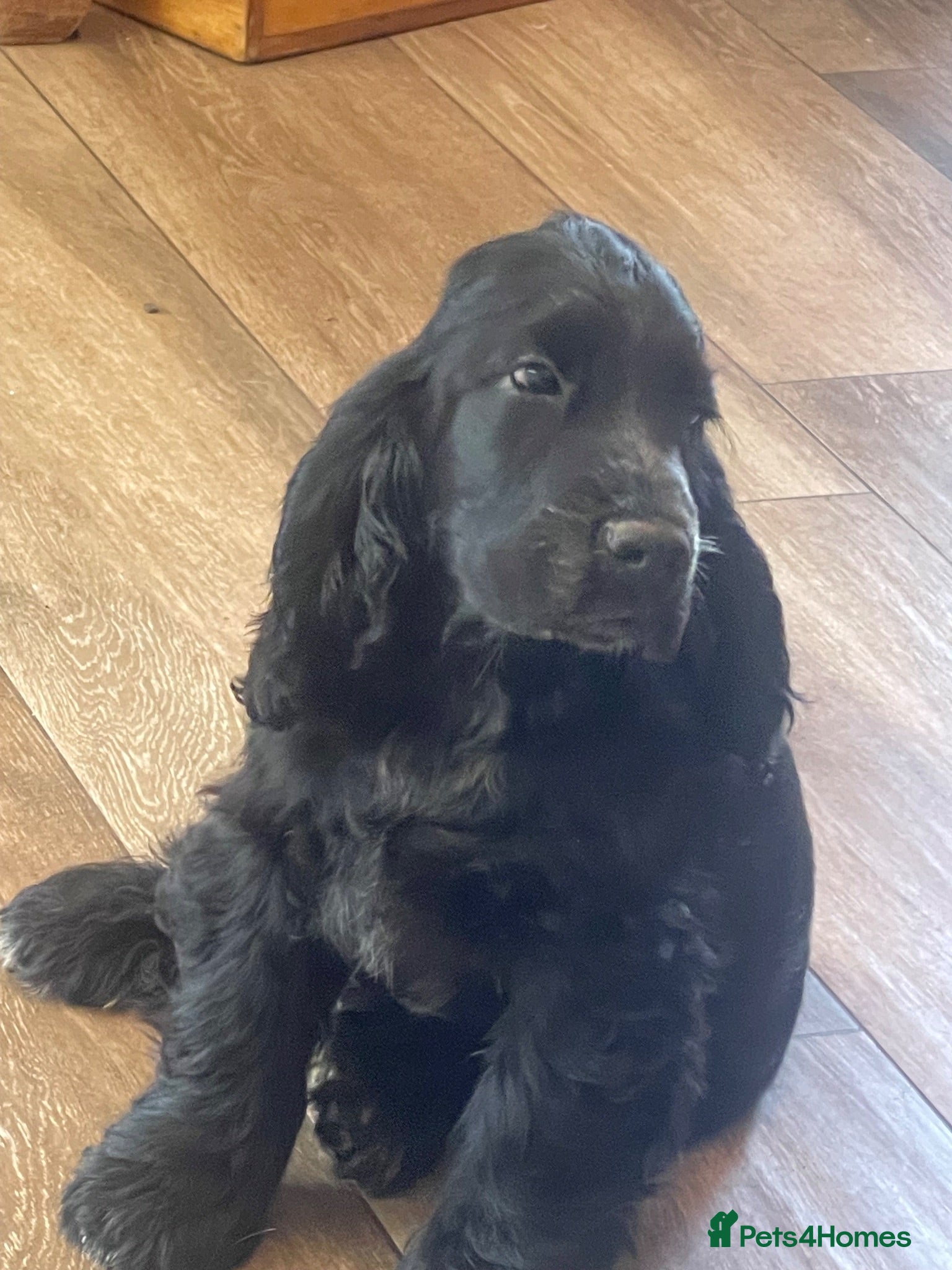 Cocker Spaniel dogs 🐶Health tested show cockers 🐕‍🦺🐾🐾🐾 - Advert 1