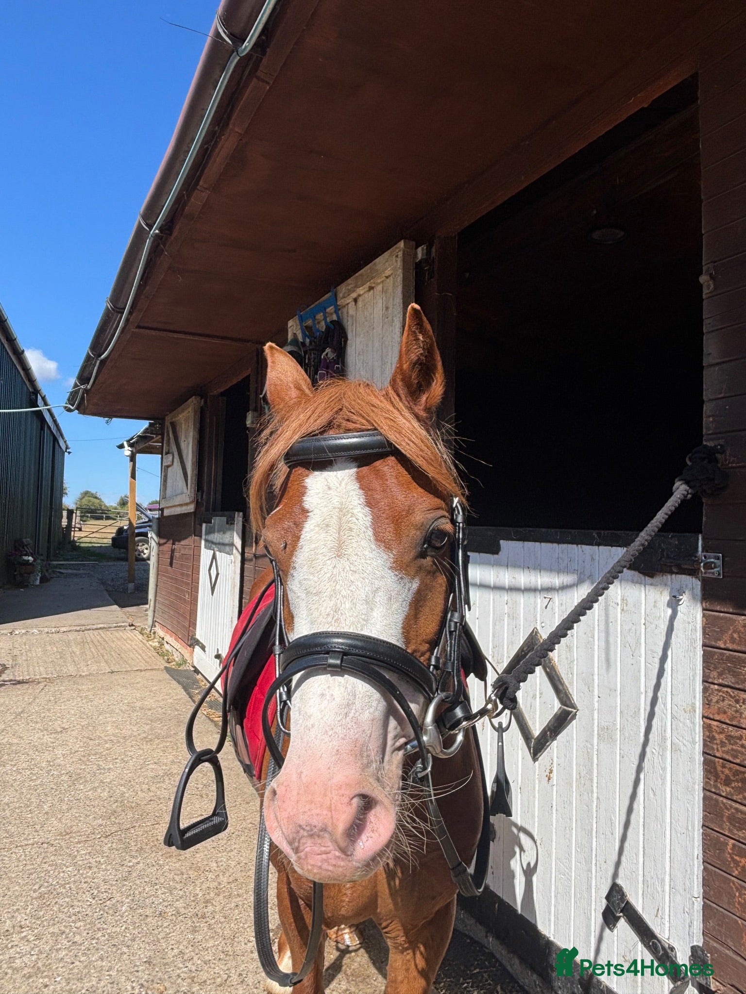 Welsh Section C horses Betsy, 12.2 mare! Welsh section c 6 year old - Advert 1