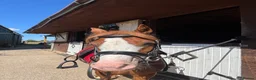 Welsh Section C horses for sale: Betsy, 12.2 mare! Welsh section c 6 year old in Bristol - Advert 1