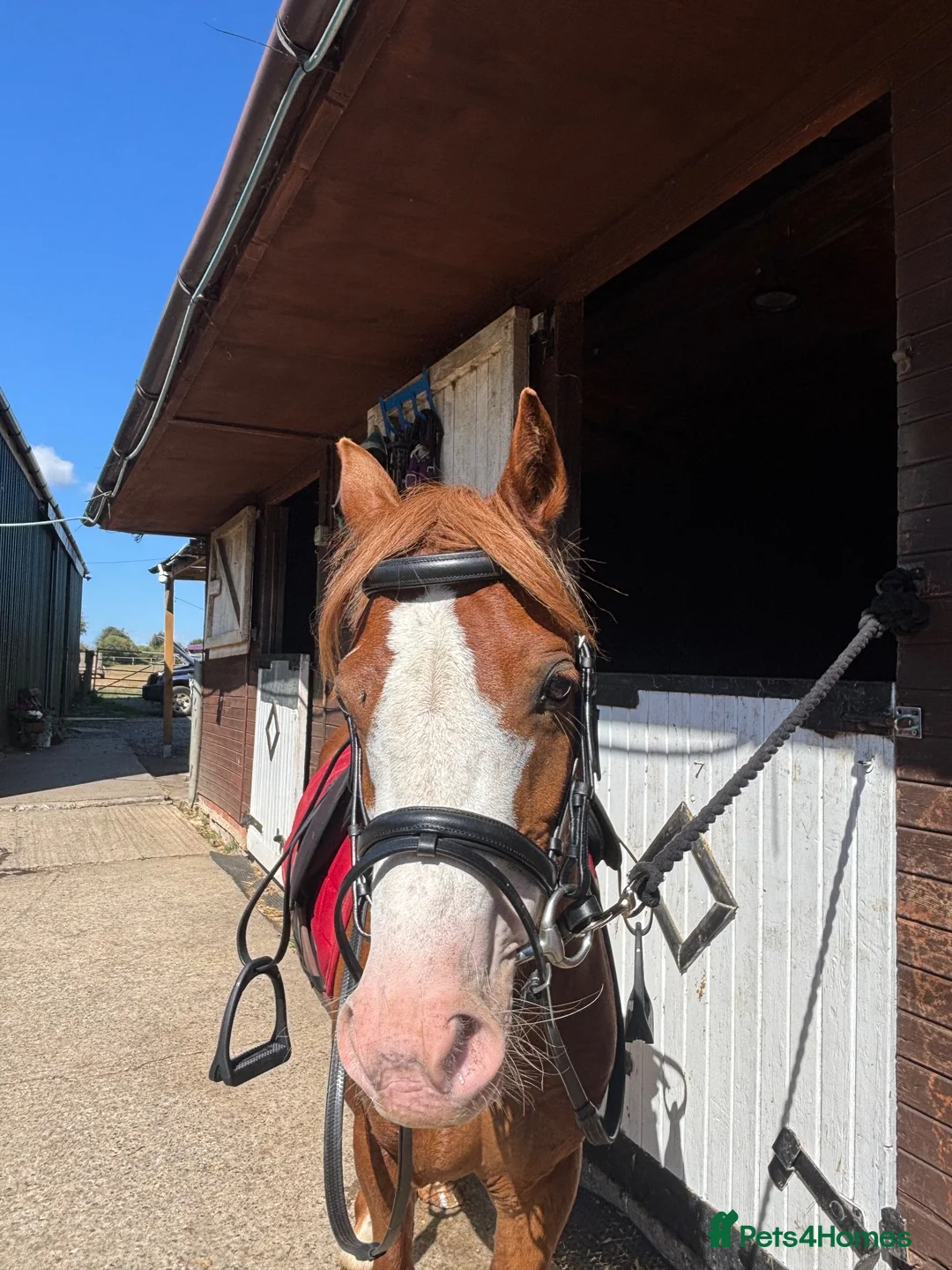 Welsh Section C horses for sale: Betsy, 12.2 mare! Welsh section c 6 year old in Bristol - Advert 1
