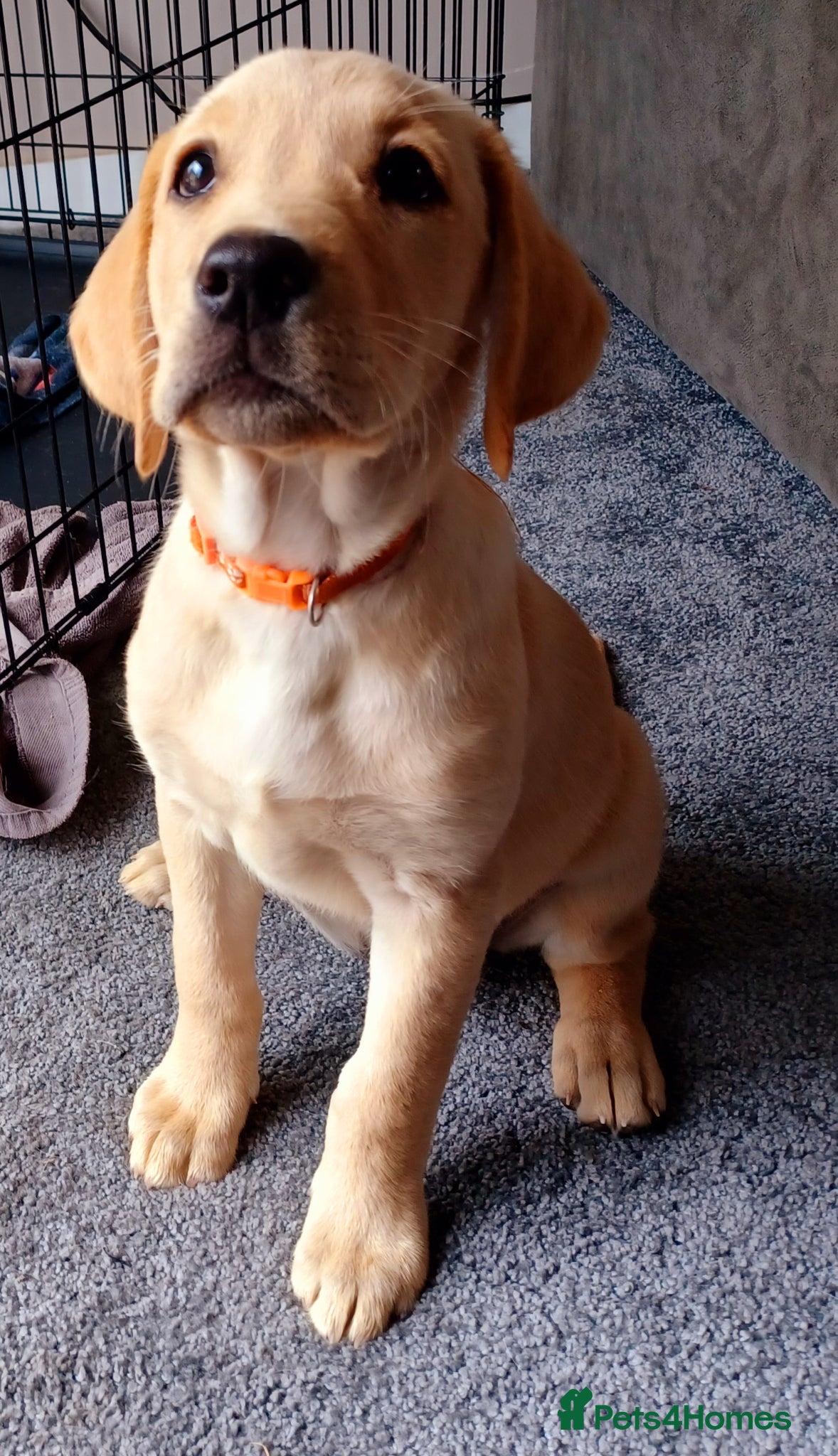 Labrador Retriever dogs Last golden girl looking for her forever home - Advert 2