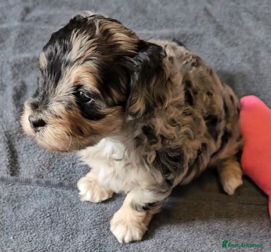 Maltipoo dogs Beautiful Blue Merle Maltipoos - Advert 1