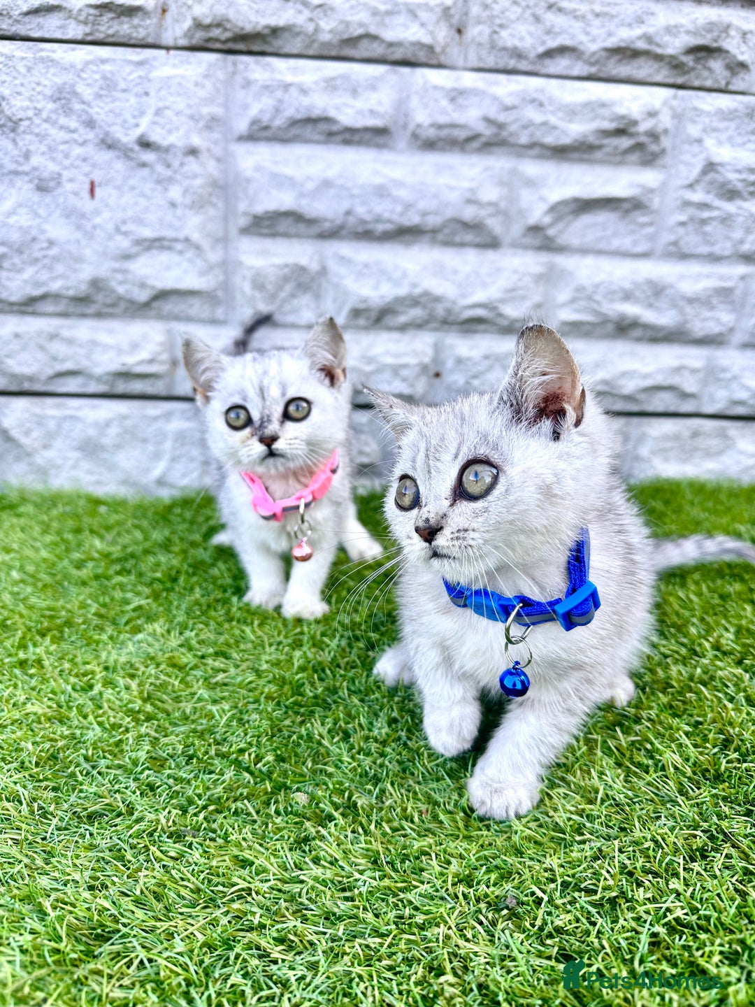 British Shorthair cats for sale: Silver Ticked British ShortHair Kittens TICA - Image 10