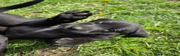 Labrador Retriever dogs for sale: *1 Girl left*Ready to Leave* KC Mam & Dad at home - Advert 19