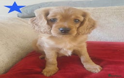 Cavapoo dogs for sale: Beautiful Cavapoo Puppies  - Image 25