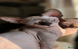 Sphynx cats for sale: 2 sphynx sisters looking for new home TOGETHER  - Image 4