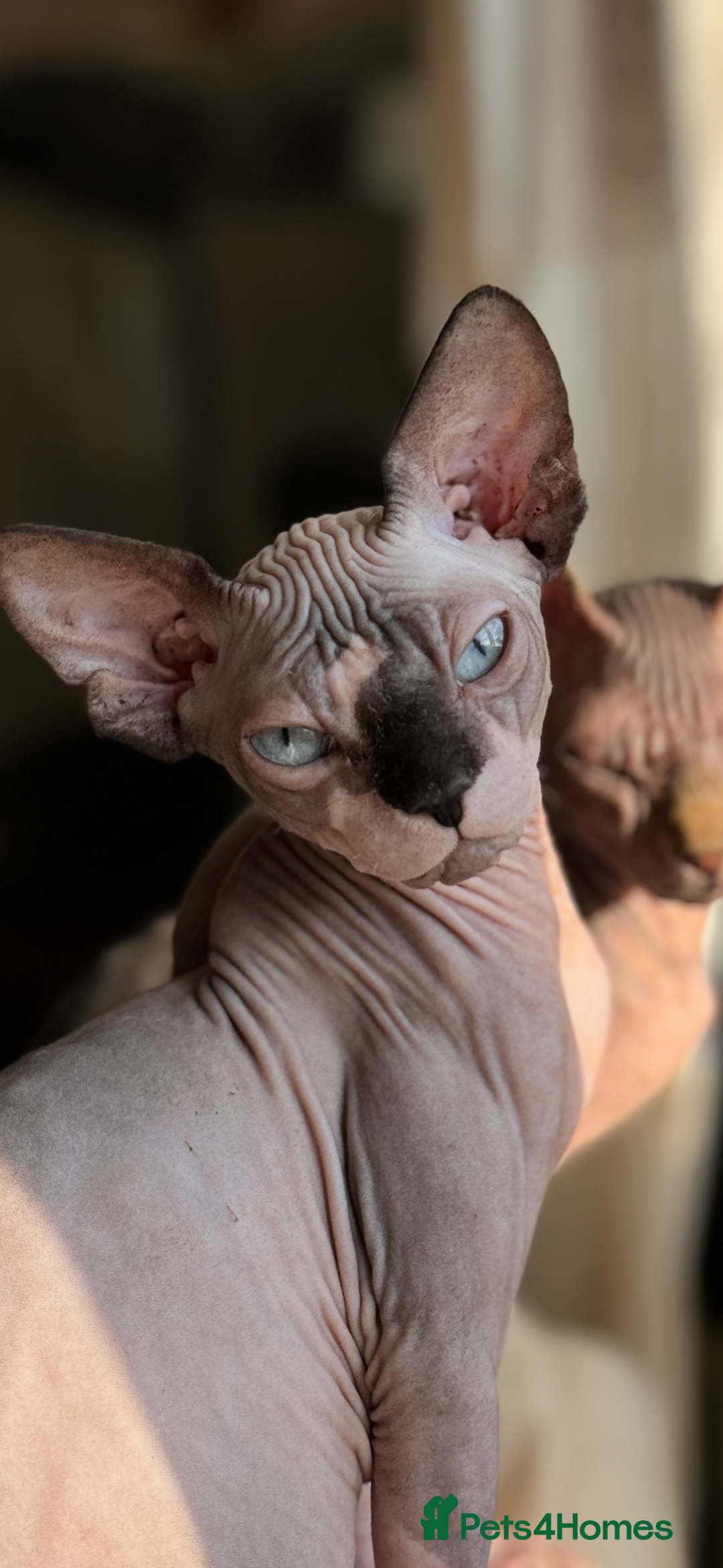 Sphynx cats for sale: 2 sphynx sisters looking for new home TOGETHER  - Image 4