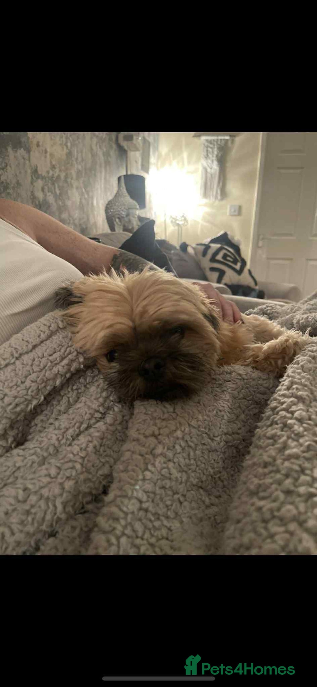 Shih Tzu dogs for sale: Shih tzu older boy - Advert 8