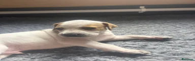 Pointer 2