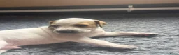 Pointer dogs for sale: Gorgeous English Pointer Puppies - Advert 21