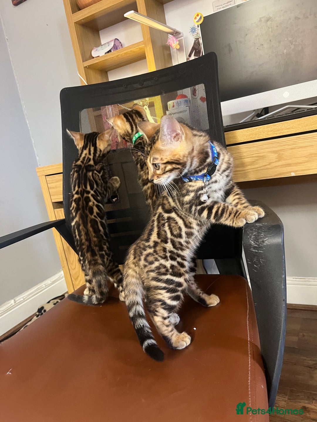 Bengal cats for sale: Available Pure Bengal kittens now! ♥️ - Image 16