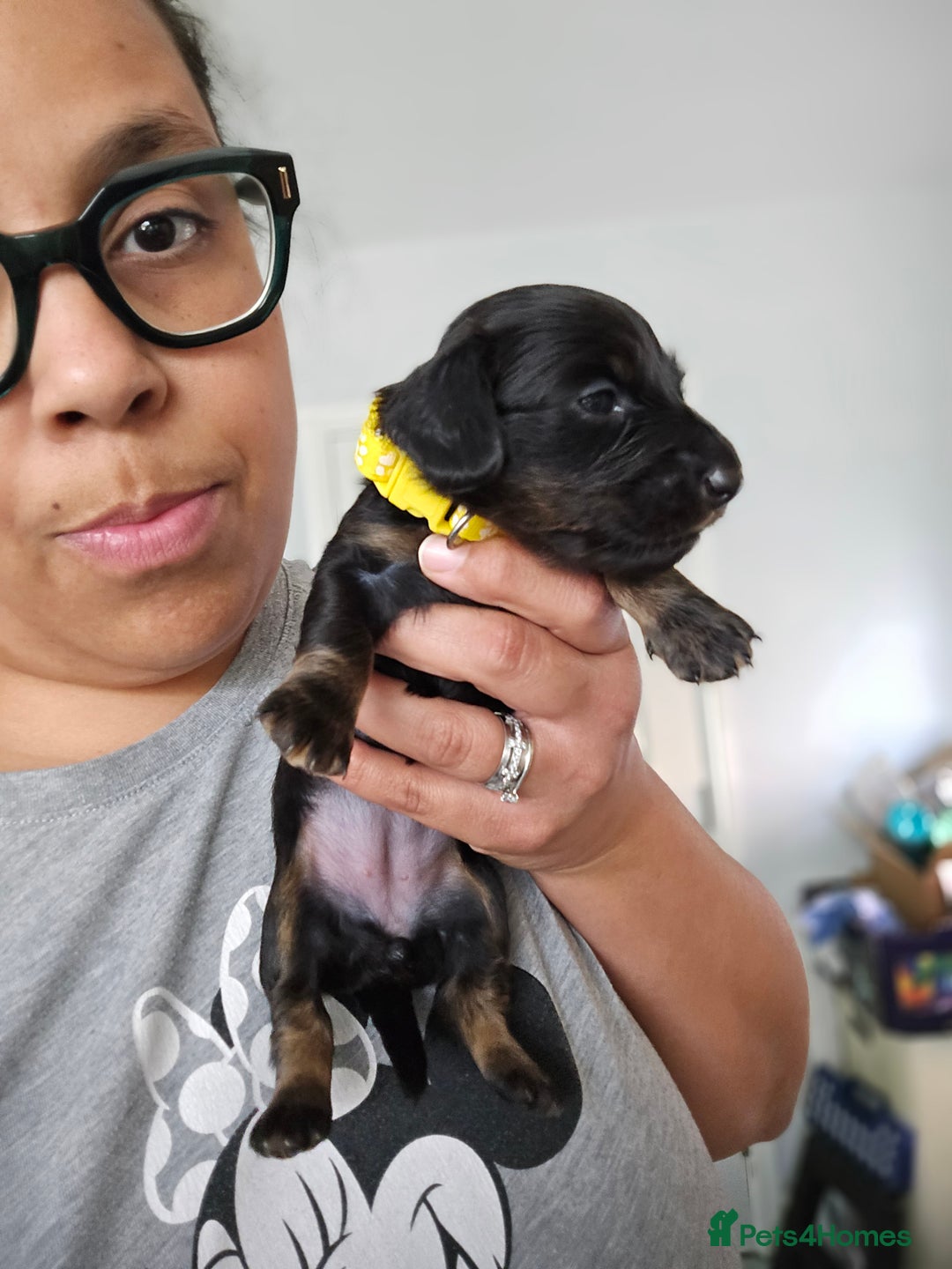 Miniature Dachshund dogs for sale: READY NOW. Rare long haired miniature dachshunds - Image 16