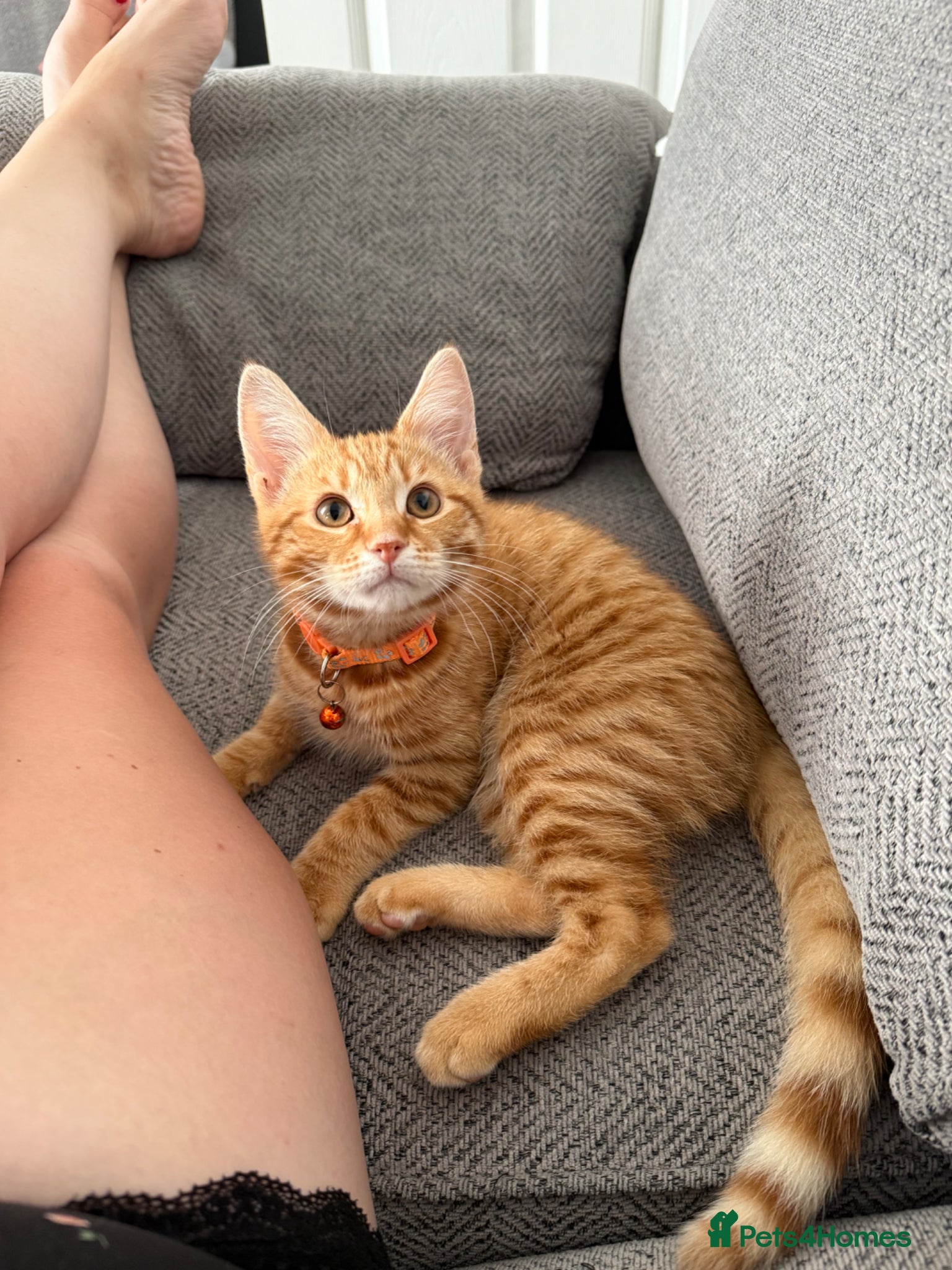 Mixed Breed cats for sale: ** ginger male **  - Advert 6