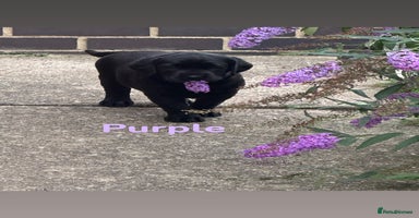 Labrador Retriever dogs - Advert 12