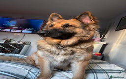 German Shepherd dogs for stud: Gorgeous German Shepherd male for stud - Image 2