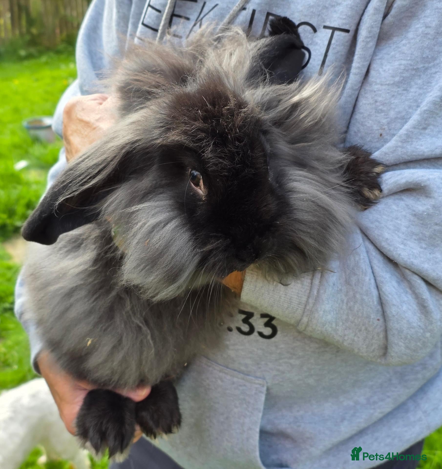 Mixed Breed rabbits Continental Giant x Lion Lop - Advert 2
