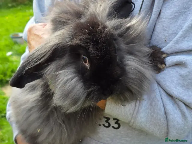 Mixed Breed rabbits Continental Giant x Lion Lop - Advert 2