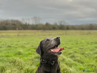 Labrador Retriever dogs KC Registered Labrador Charcoal - Advert 1