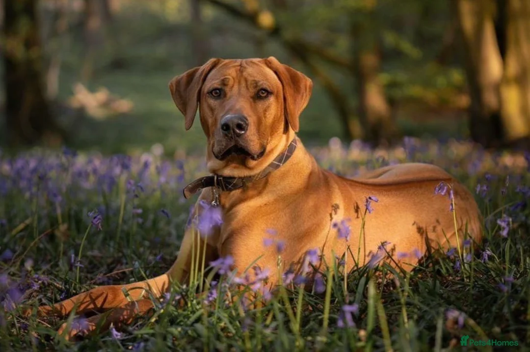Rhodesian Ridgeback dogs for sale: Premium KC Registered Rhodesian Ridgeback Puppies  - Advert 2