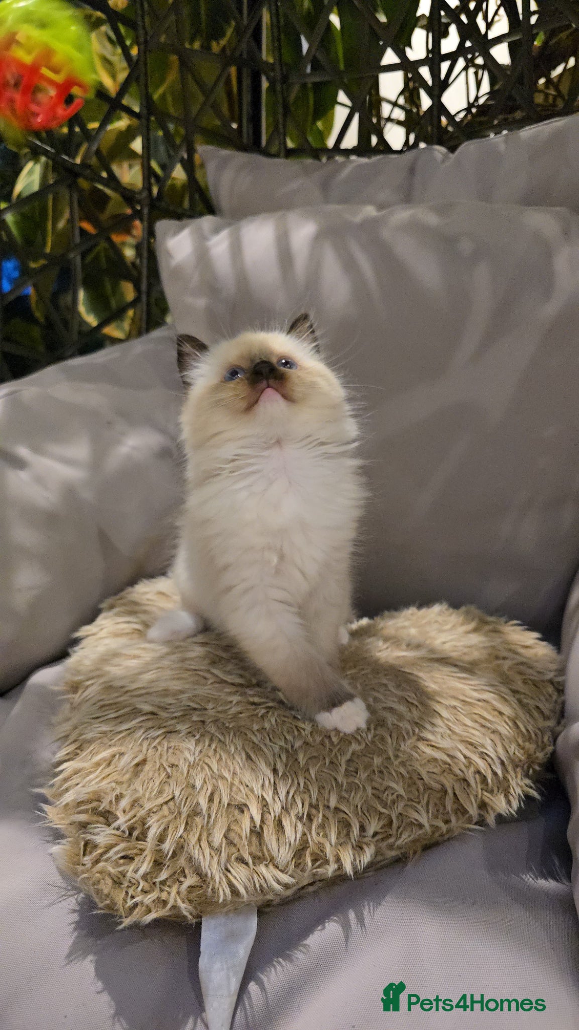 Ragdoll cats Rare European Long-Haired Ragdoll Kittens - Advert 2