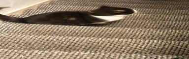 Domestic Shorthair Kitten 1