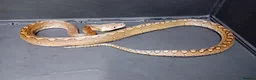 Python Snake reptiles for sale: Malayopython Motley Male  - Advert 4