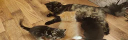 Mixed Breed cats for sale: Four beautiful kittens  - Advert 9
