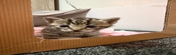 Mixed Breed cats for sale: Kittens  in Warminster - Advert 4