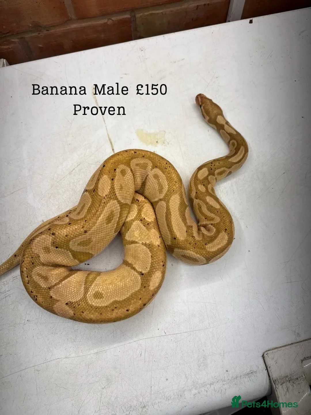 Python Snake reptiles for sale: 9 ball pythons  - Advert 2