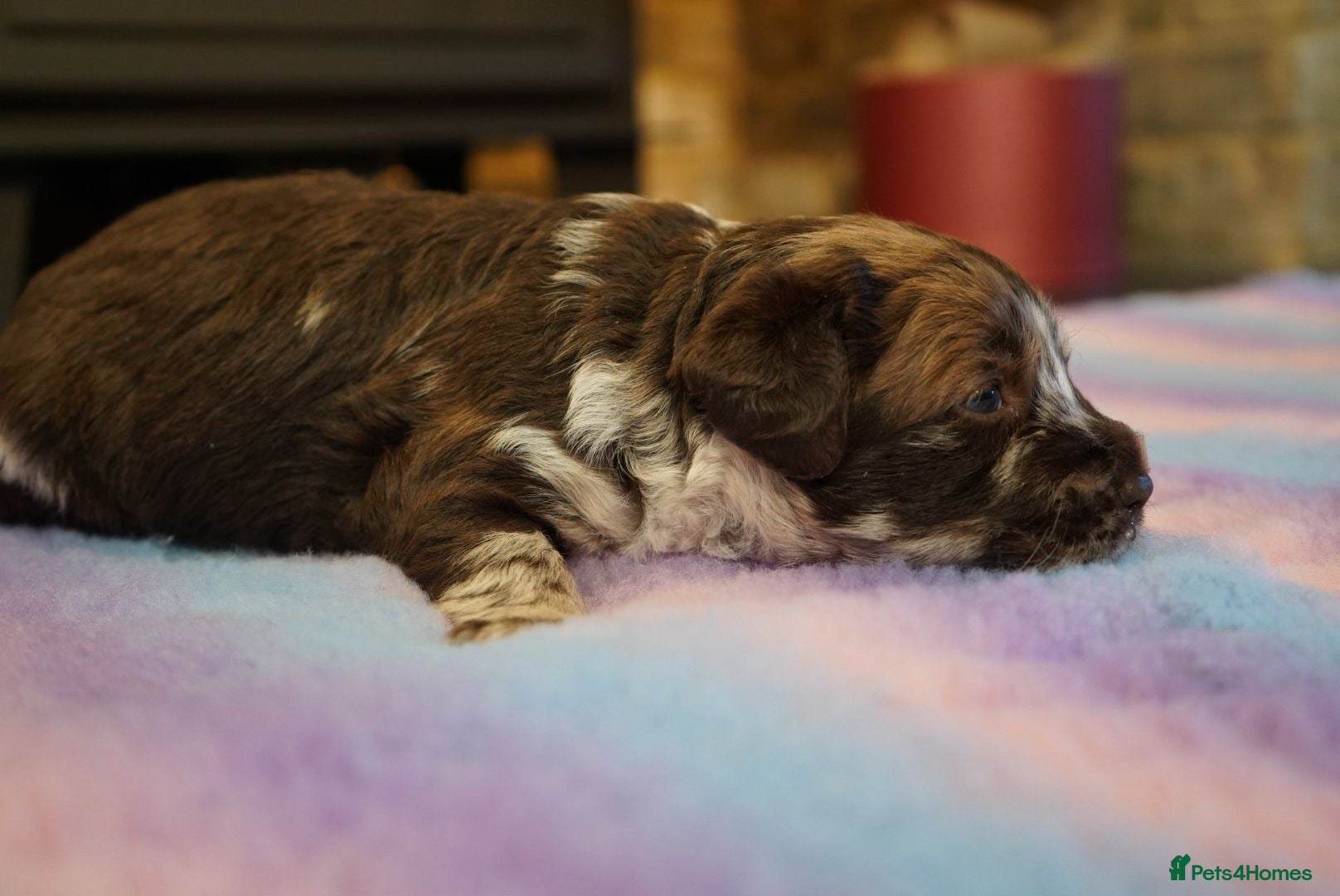 Labradoodle dogs Chocolate & chocolate Merle Labradoodles 🐾🐾🐾 - Advert 1