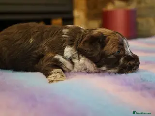 Labradoodle dogs Chocolate & chocolate Merle Labradoodles 🐾🐾🐾 - Advert 1