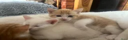 Khao Manee cats for sale: White softest/ cutest/luckyest Cat ever seen - Advert 6