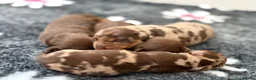 Miniature Dachshund dogs for sale: KC reg & health tested  - Advert 7