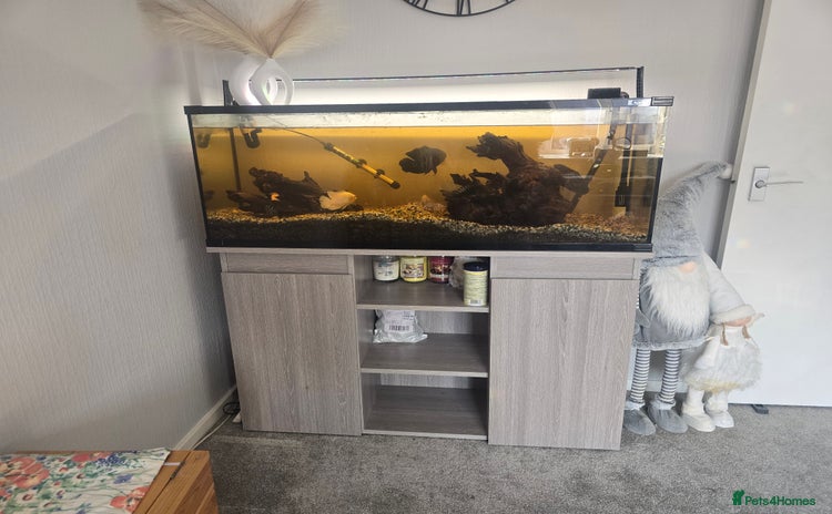Other/Mixed Breed fish - Advert 3