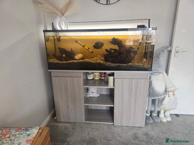 Other/Mixed Breed fish - Advert 1