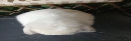 Mini Lop rabbits for sale: (ON HOLD) Beautiful purebred mini lop babies - Advert 6