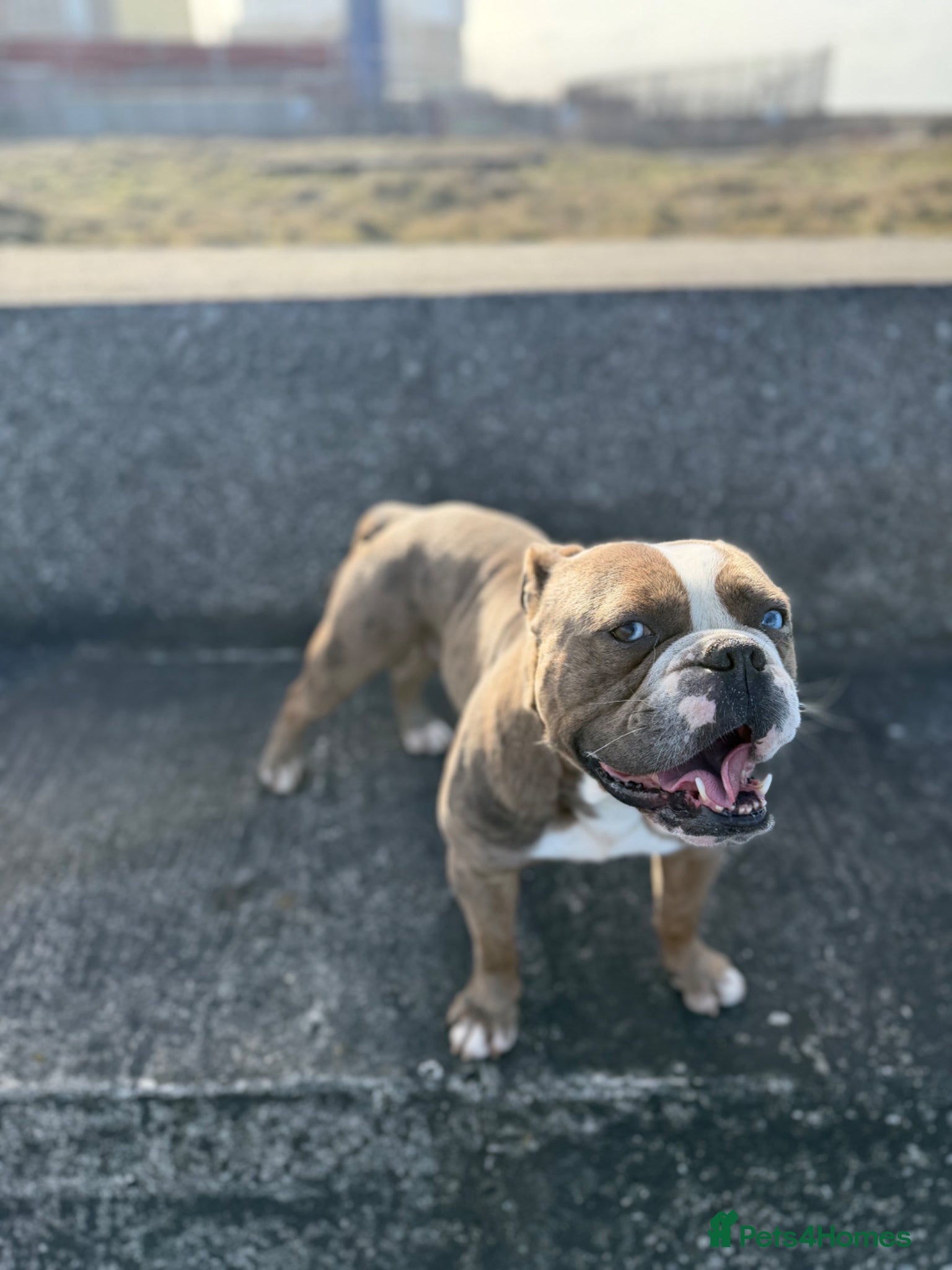 Olde English Bulldogge dogs Rolo  - Advert 1